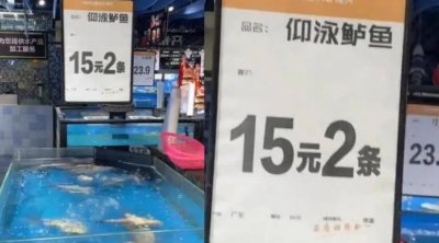 ​“仰泳鲈鱼”又上热搜！鲈鱼还是自由泳的好，炖出来更好吃