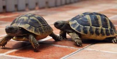 ​养宠物的注意！岳阳一男子养它，被判刑一年半