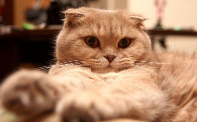 ​猫咪品种大全（上）