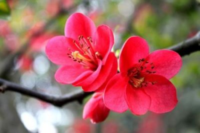 ​花的寓意象征