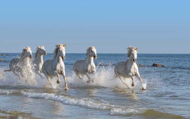 属马的人怕什么生肖（生肖马最怕什么人）