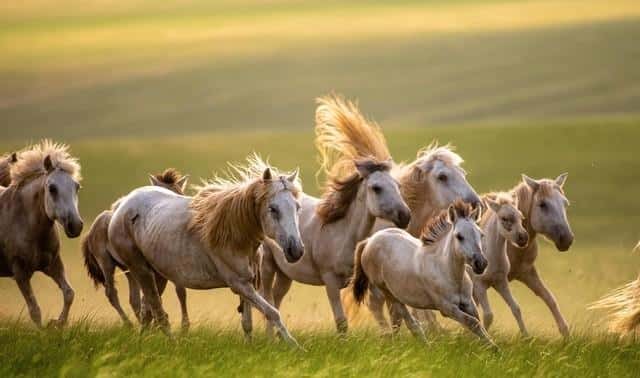 属马的人怕什么生肖（生肖马最怕什么人）