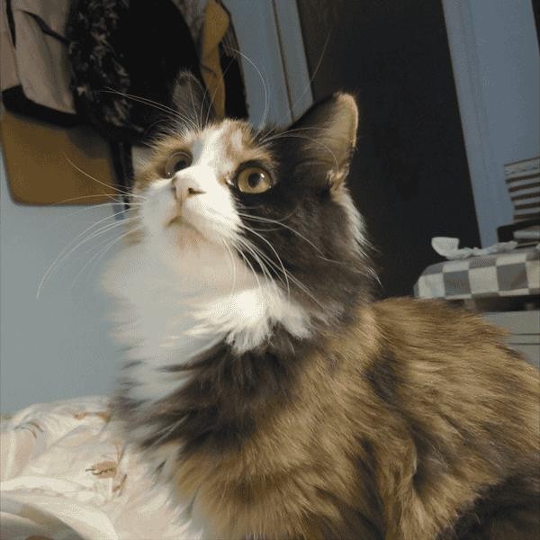 三花猫一般是什么品种（三花猫是什么品种）