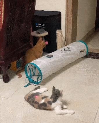 三花猫一般是什么品种（三花猫是什么品种）