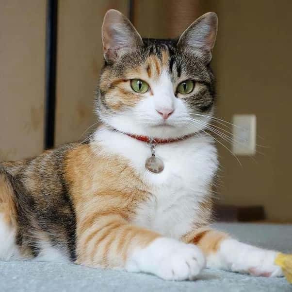 三花猫一般是什么品种（三花猫是什么品种）