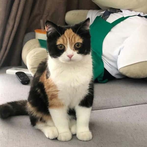 三花猫一般是什么品种（三花猫是什么品种）