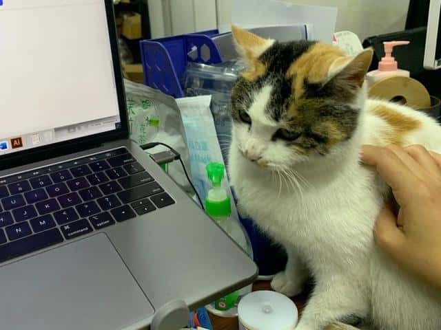 三花猫一般是什么品种（三花猫是什么品种）