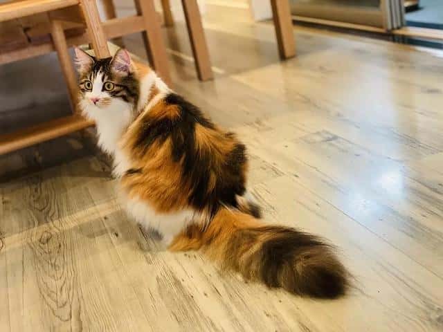 三花猫一般是什么品种（三花猫是什么品种）