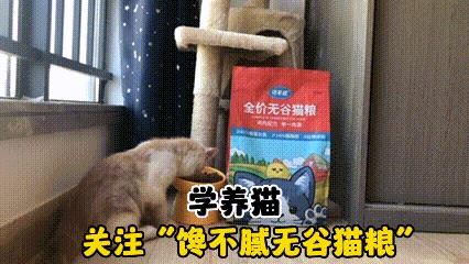 三花猫一般是什么品种（三花猫是什么品种）