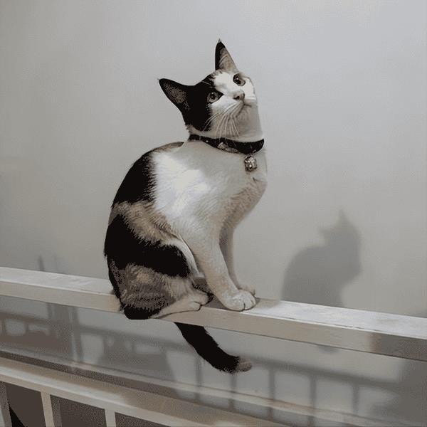 三花猫一般是什么品种（三花猫是什么品种）