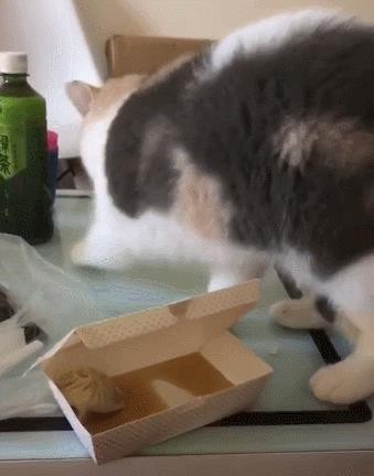三花猫一般是什么品种（三花猫是什么品种）