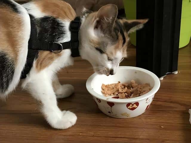 三花猫一般是什么品种（三花猫是什么品种）