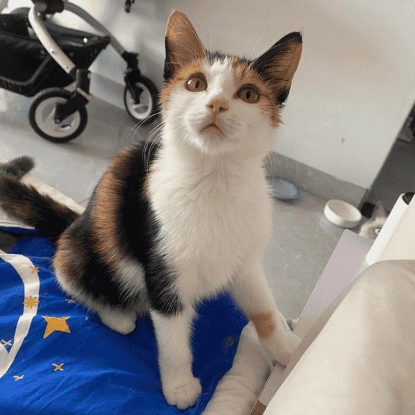 三花猫一般是什么品种（三花猫是什么品种）