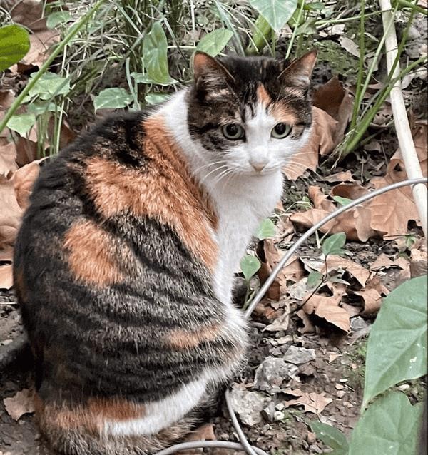 三花猫一般是什么品种（三花猫是什么品种）