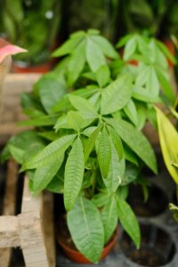 ​发财树看见这种枝，赶紧剪，要不然过两天就彻底长残！