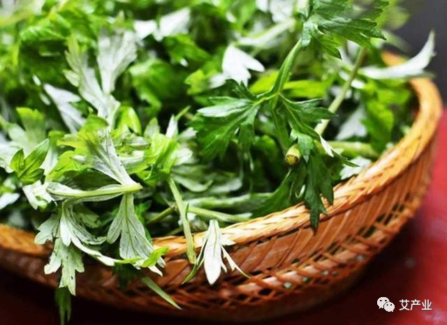 艾草图片艾草的种类(图文讲解5种艾草的种类)