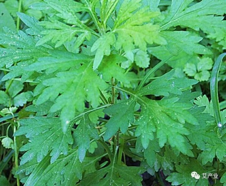 艾草图片艾草的种类(图文讲解5种艾草的种类)