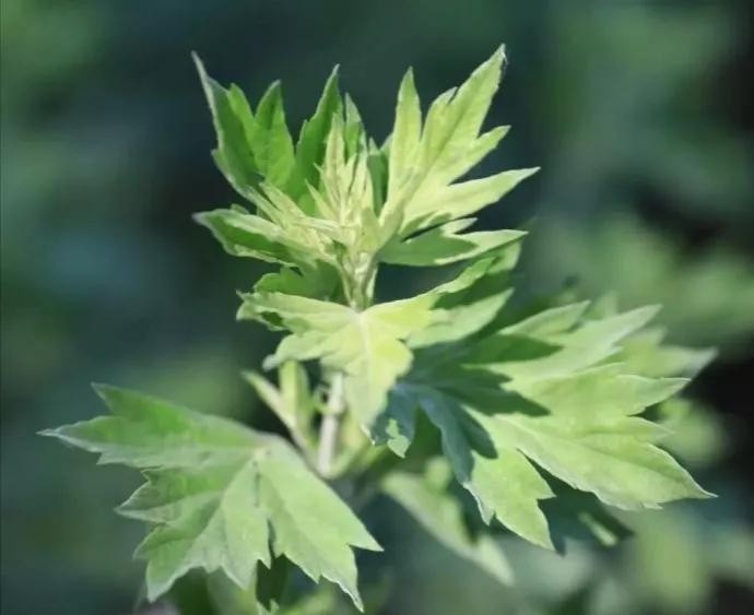 艾草图片艾草的种类(图文讲解5种艾草的种类)
