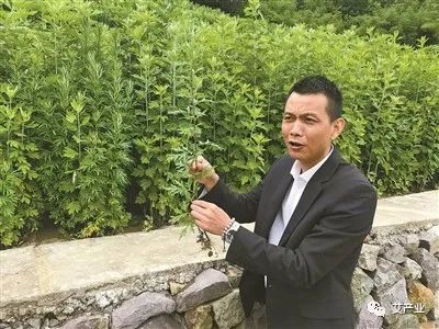 艾草图片艾草的种类(图文讲解5种艾草的种类)