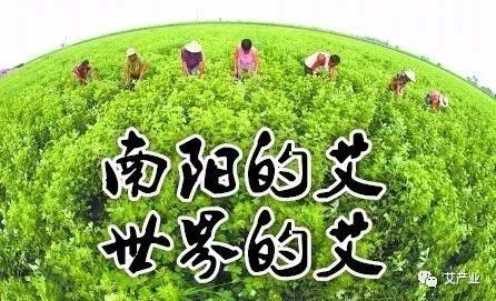 艾草图片艾草的种类(图文讲解5种艾草的种类)