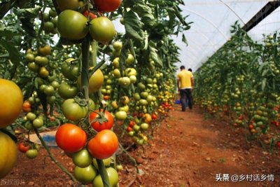 ​哪些肥料是氮肥、磷肥和钾肥？有机肥含什么肥料？蔬菜喜欢什么肥