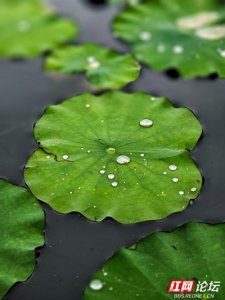 ​荷叶田田藏世界，给安乡的绿意来个慢镜头