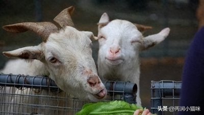 ​养羊50只一年赚多少钱？养羊能赚钱吗？过来人给你分析一下