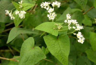 ​金荞麦也叫野荞麦，它是一种怎样的植物呢？