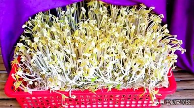 ​教你在家自发绿豆芽，方法简单易懂，懒人也能做起来