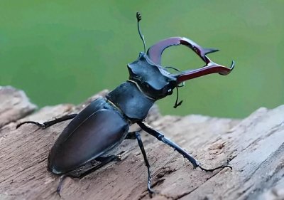 ​亿级珍宝：探秘世界上最贵的昆虫，找到它就是财富的象征！