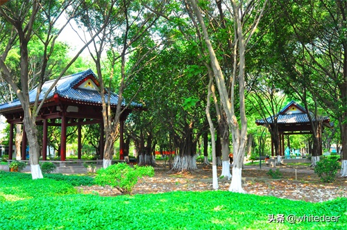 随拍东江之滨小镇 --- 惠州市 园洲镇