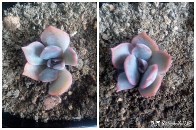 ​想不明白，高颜值还好养的多肉为什么很少有人提到菲欧娜