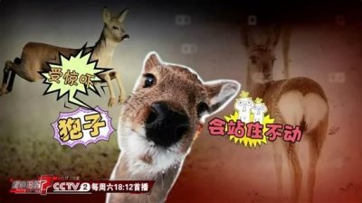 ​揭秘神兽“傻狍子”：受惊吓会站住不动？ 没想到还是个好奇宝宝