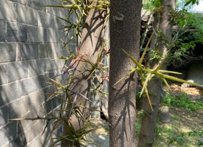 ​皂角树，又称皂荚树、皂荚，有4大作用，价值极高，农民要了解！