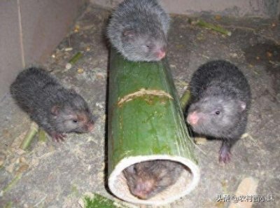 ​竹鼠吃什么食物？竹鼠的饲料介绍