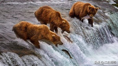 ​大马哈鱼为何在黑龙江绝迹，俄罗斯渔民何苦在入海口大肆捕捞