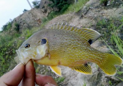 ​四川多地发现太阳鱼，专家表示：此鱼可吃，并不会大面积泛滥
