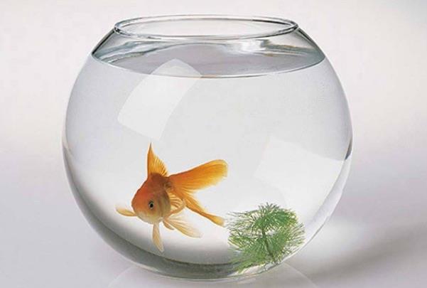 装修金鱼缸放在家里什么位置* 金鱼缸摆在哪个位置好 金鱼缸摆放在阳台可好 2