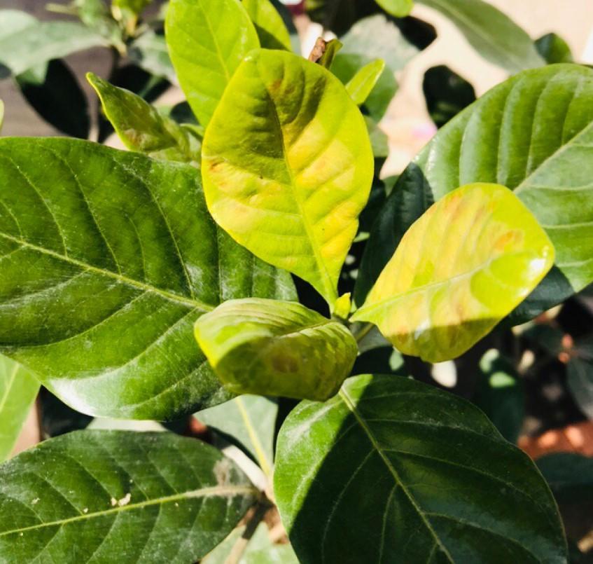 养花有黄叶子什么原因（家里的花叶子发黄是什么原因）