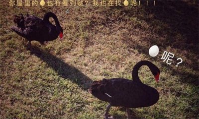 ​嫌疑人偷走71枚黑天鹅蛋，警方逮捕时惊人发现！