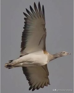 ​神奇物种——大鸨