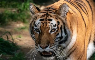 ​为什么老虎的屁股摸不得？