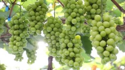 ​山亭西集 | 金秋葡萄熟，釆摘乐趣多~