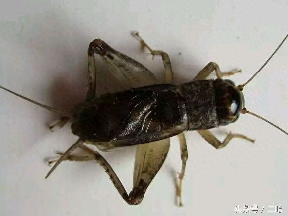 中国制造的典型——中华斗蟋