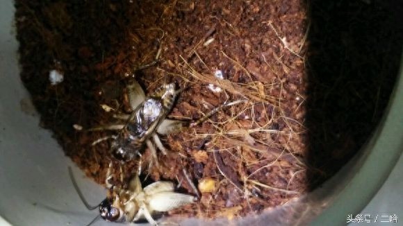 中国制造的典型——中华斗蟋