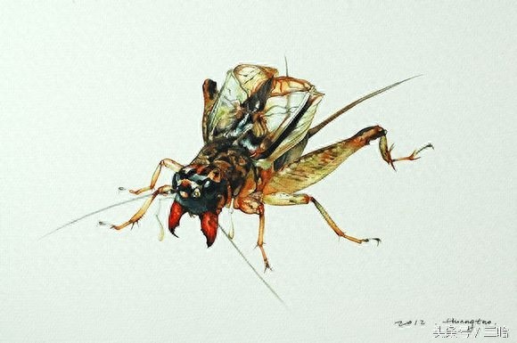 中国制造的典型——中华斗蟋