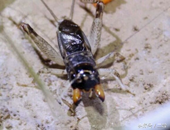 中国制造的典型——中华斗蟋