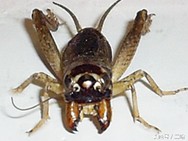 中国制造的典型——中华斗蟋