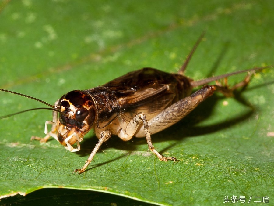 中国制造的典型——中华斗蟋