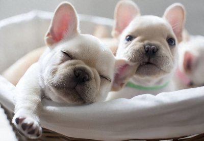 ​其貌不扬的法斗犬究竟有何魅力？